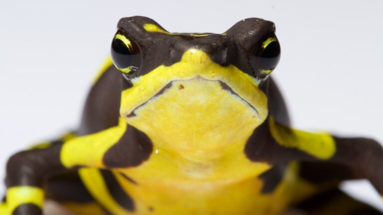 Les grenouilles arlequines du Panama qui restent vivantes résistent dans des refuges où le climat freine le champignon quitridio dans plus de 80 % des saisons, surtout dans les zones basses
