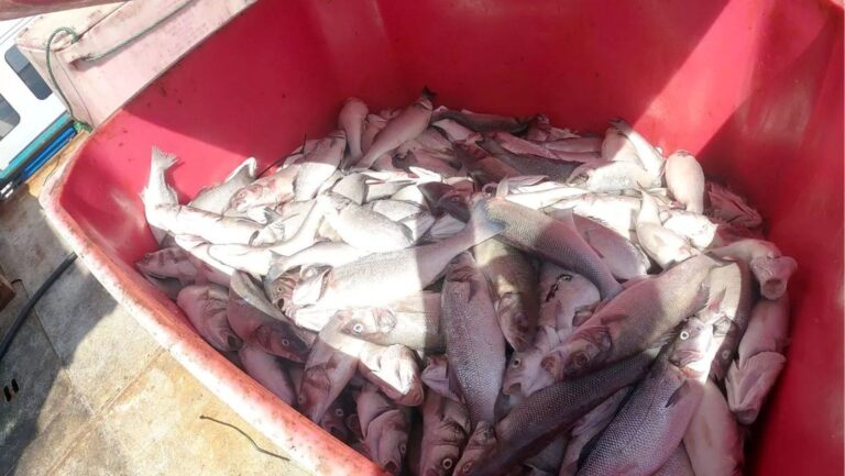 Poissons morts à Gran Canaria : Greenpeace dénonce le retrait de cinq tonnes de bars