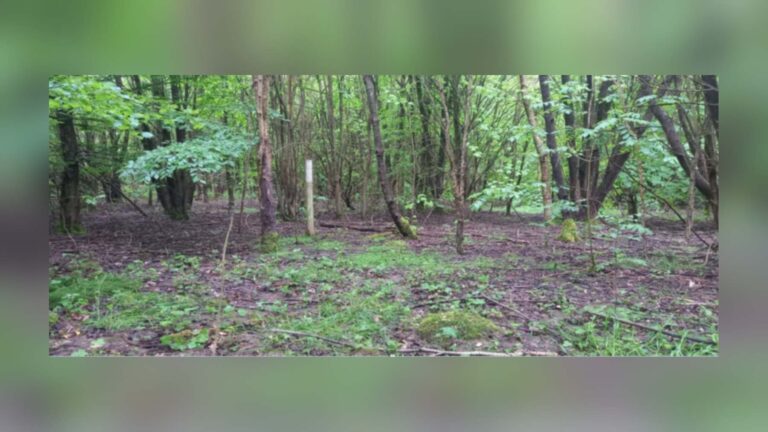 Angleterre : forêt plantée sur un ancien champ cultivé — 25 ans après, sols, plantes et champignons différents de la forêt voisine