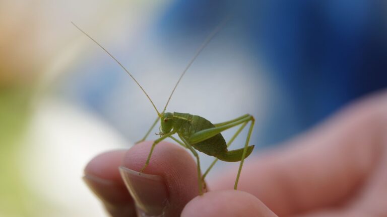 Journée mondiale de la protection de la nature : ce que nous perdons lorsque nous détruisons un écosystème