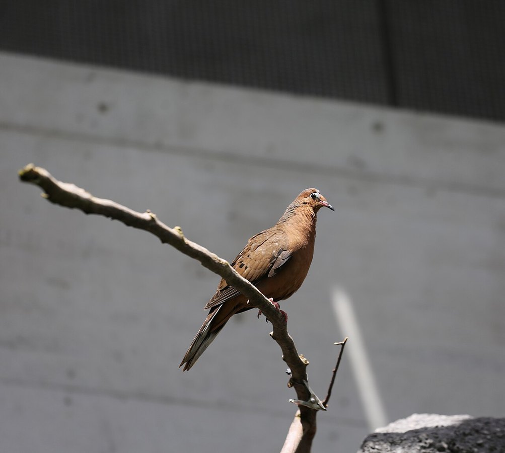 Paloma de Socorro posada en una rama en el Zoo de Basilea