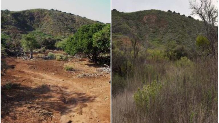 Île de Socorro (Mexique) : de 100 moutons en 1869 à environ 5000 et 30 % du territoire détruit; après le retrait de 1762 moutons, la couverture forestière passe de 29 % à 85 %