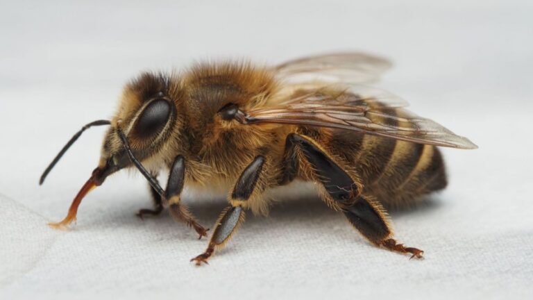 Le dard de l’abeille continue d’injecter du venin après s’être détaché du corps : comment fonctionne son double piston