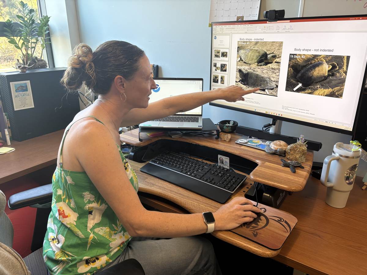 La bióloga de NOAA Cali Turner Tomaszewicz señala en su monitor las fotos de las dos tortugas golfinas para compararlas