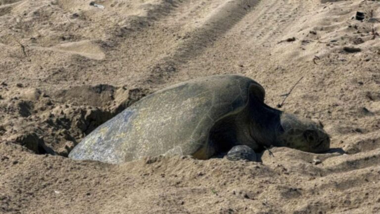 Deux tortues olivières en Californie: premiers nids sur la côte ouest des États‑Unis et 204 œufs à éclore en novembre