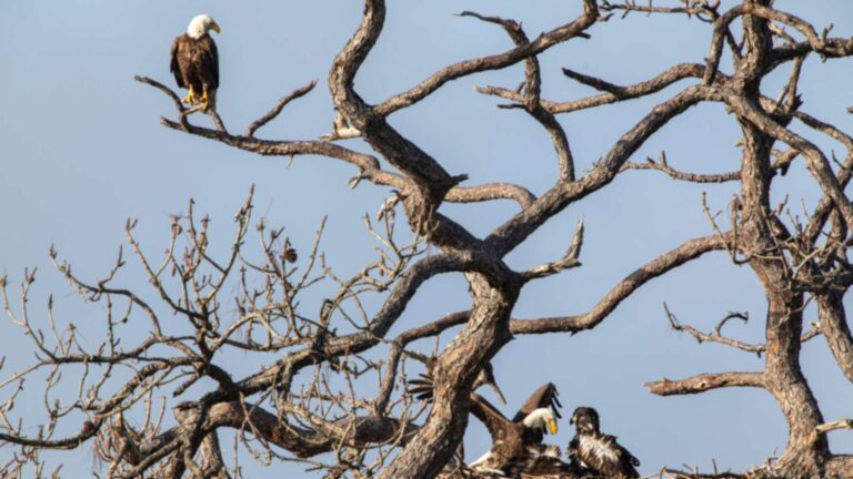 Centre Spatial Kennedy : la NASA recense 39 aires de nidification d’aigles chauves en 2023, plus du triple qu’au début des années 1990, et un nid de 1973 a tenu près d’un demi-siècle