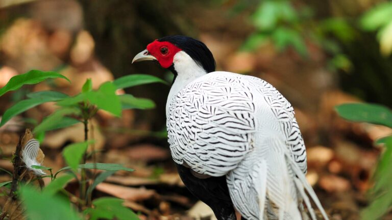 Faisan argenté sur l&rsquo;île Victoria, Patagonie: densité de 5,69 faisans par hectare près du port et dispersion de graines exotiques plus importantes que celles des oiseaux indigènes