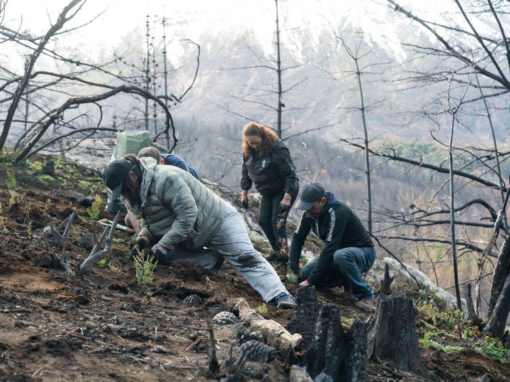 Pobladores plantan árboles nativos en una ladera quemada de la reserva Lago Epuyén