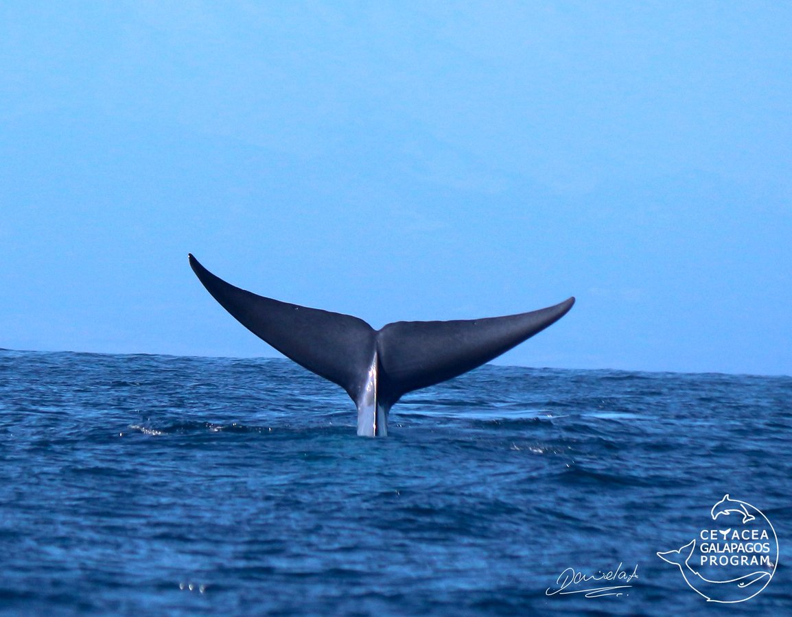 Cola de una ballena azul sobre el agua antes de sumergirse en Galápagos