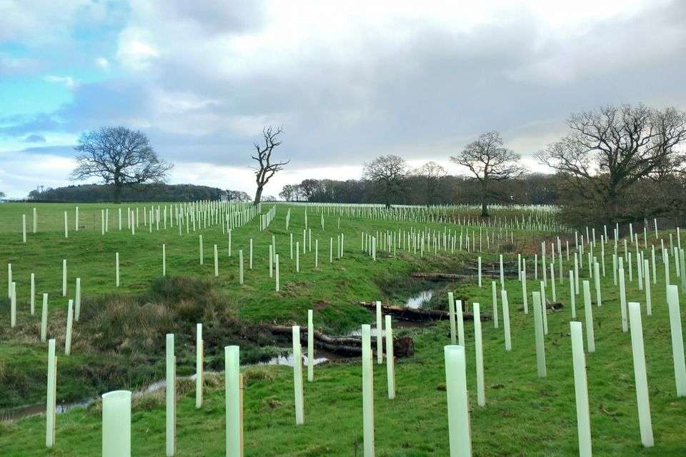 Arbres jeunes avec leurs protecteurs à gauche et à droite d’un ruisseau de la ferme (Photo: Robinson Forestry Ltd / Forestry Commission)