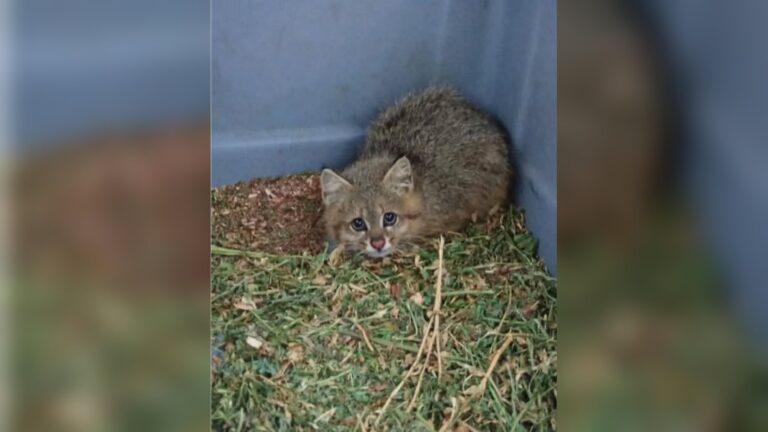 La Police environnementale de Córdoba sauve une jeune femelle chat des herbes hautes, maigre et infestée de puces — félin vulnérable, déclin estimé de 30 % en 21 ans