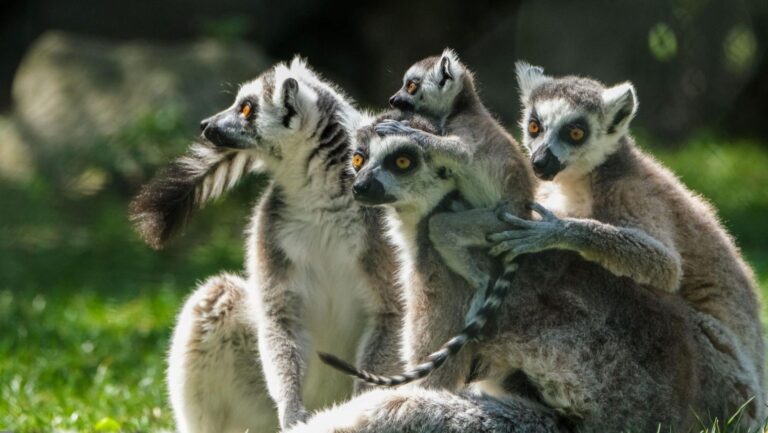 Journée mondiale du lémurien 2026 : le 30 octobre appelle à protéger les forêts de Madagascar