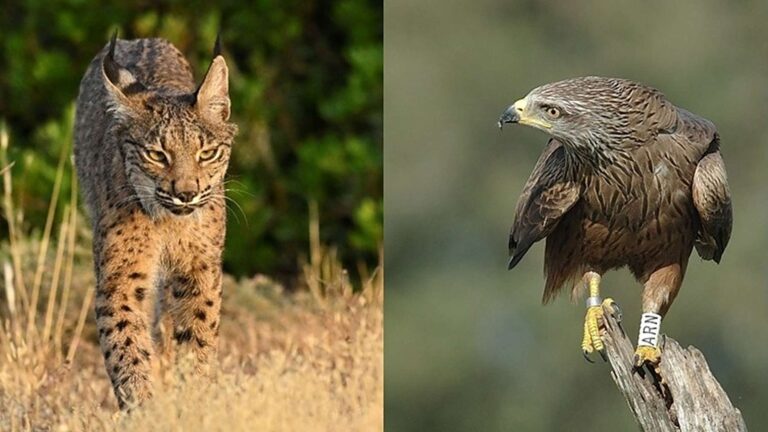 Le lynx ibérique grimpe 12 mètres à Doñana pour attaquer les nids de milan noir et tuer près de la moitié de leurs poussins, tout cela, conséquence de la pénurie de lapins