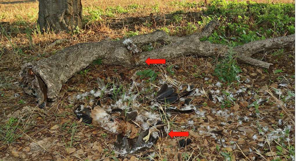 Las flechas rojas señalan los restos de dos volantones de milano negro devorados por un lince bajo su nido. (Foto: F. Sergio / Nature, CC BY 4.0)
