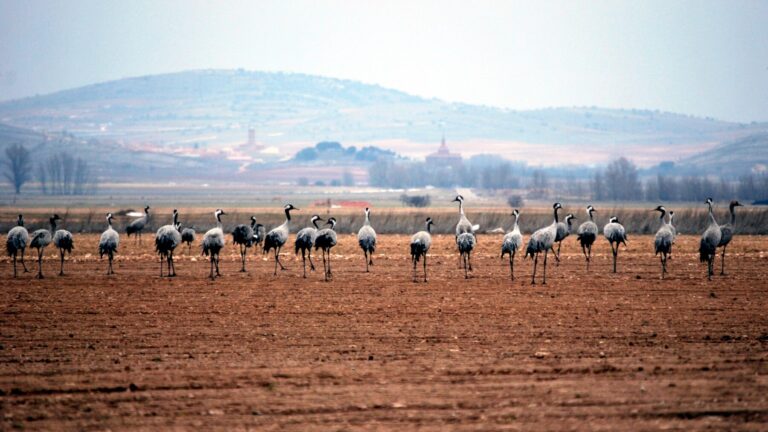 Où voir des grues en Espagne : quand elles arrivent, quand elles partent et les meilleurs sites
