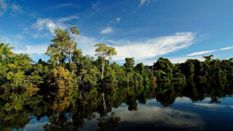 Forêts tropicales : les Pays-Bas apporteront jusqu’à 500 millions de dollars pour leur conservation
