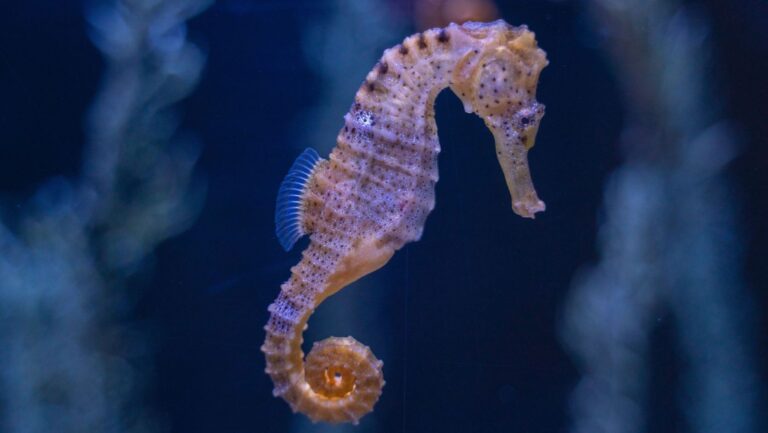 L&rsquo;hippocampe à long nez, symbole du Mar Menor, devient une espèce vulnérable